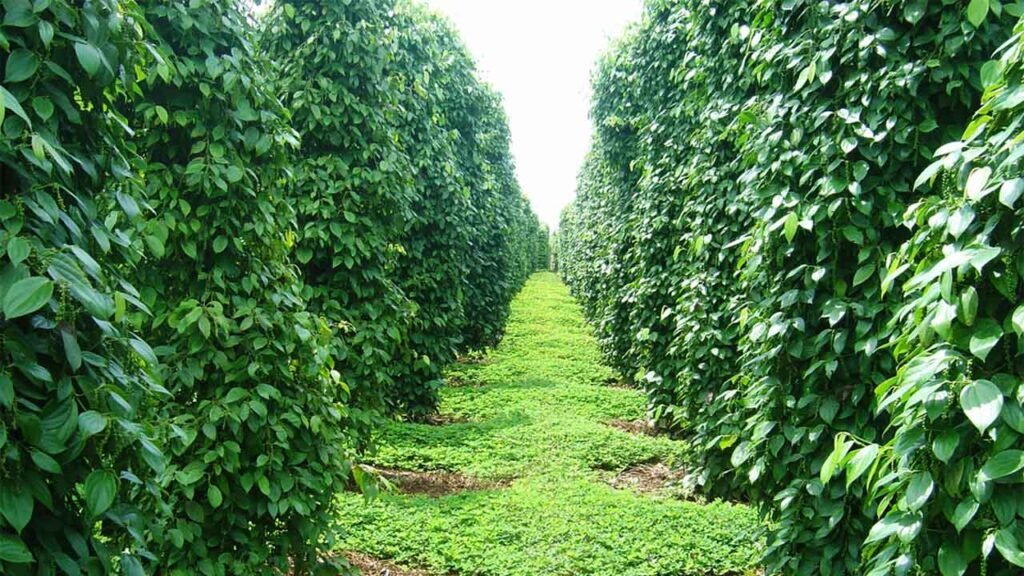 pepper-garden
